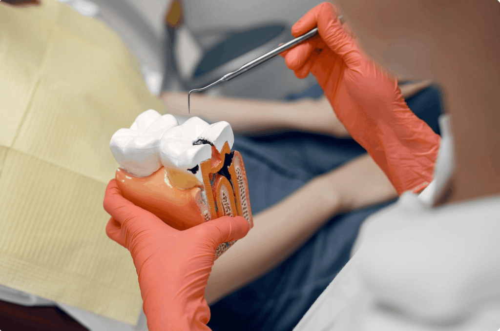 dentist showing a patient a model of a tooth with root canal